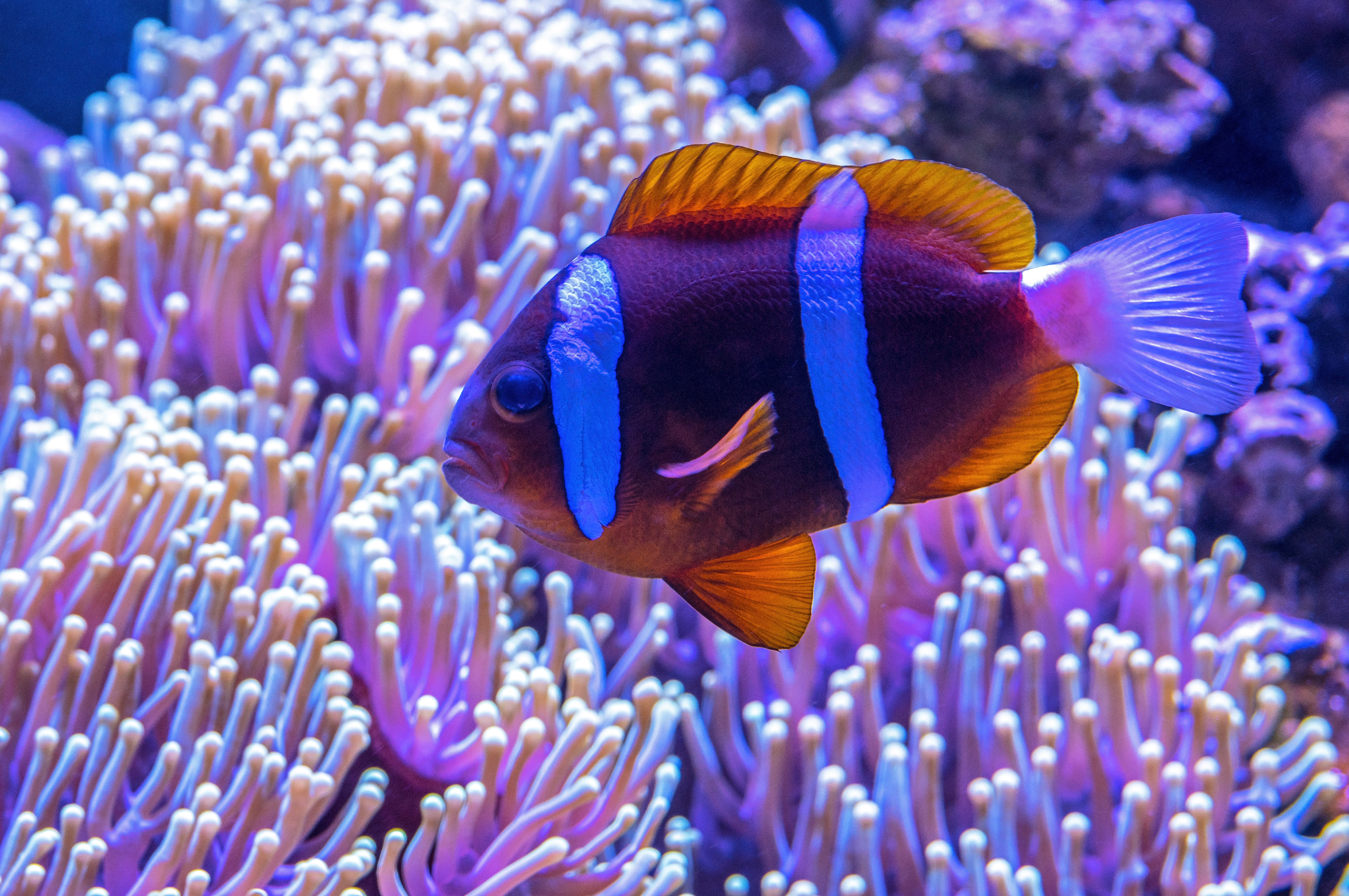 List of Prefect Fish Tank Heater | Fishdesire