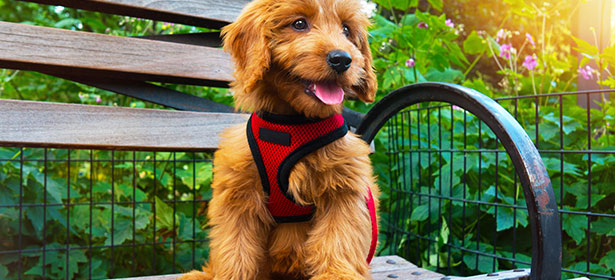 What Type Of Harness Is Best For A Dog?