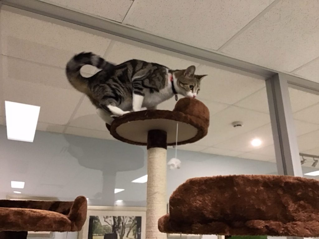 Train Your Cat in a Cats Boarding