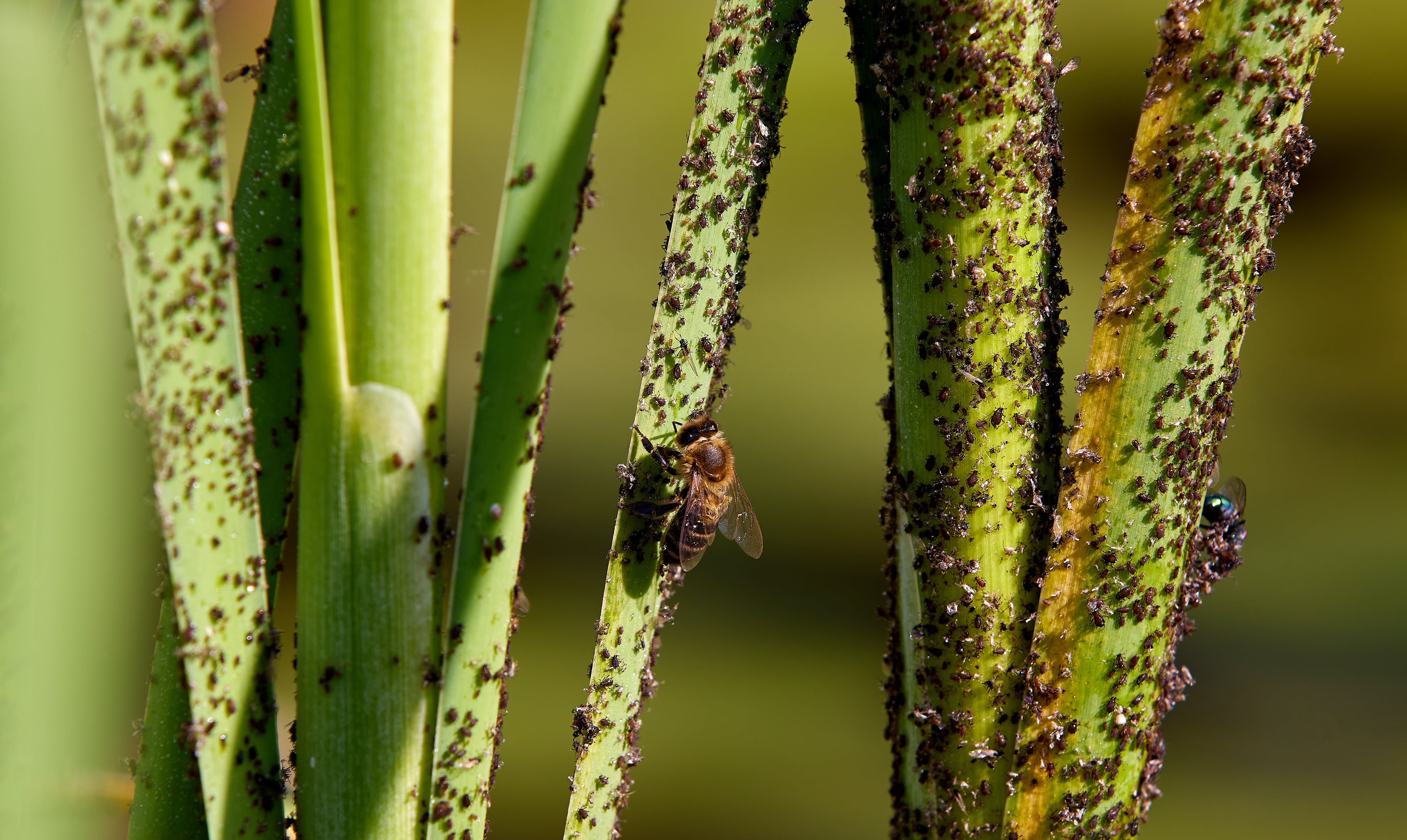 Agri Natural Enemy Pest Control Market Estimated Growth Curve And Demand Analysis 2024-2033