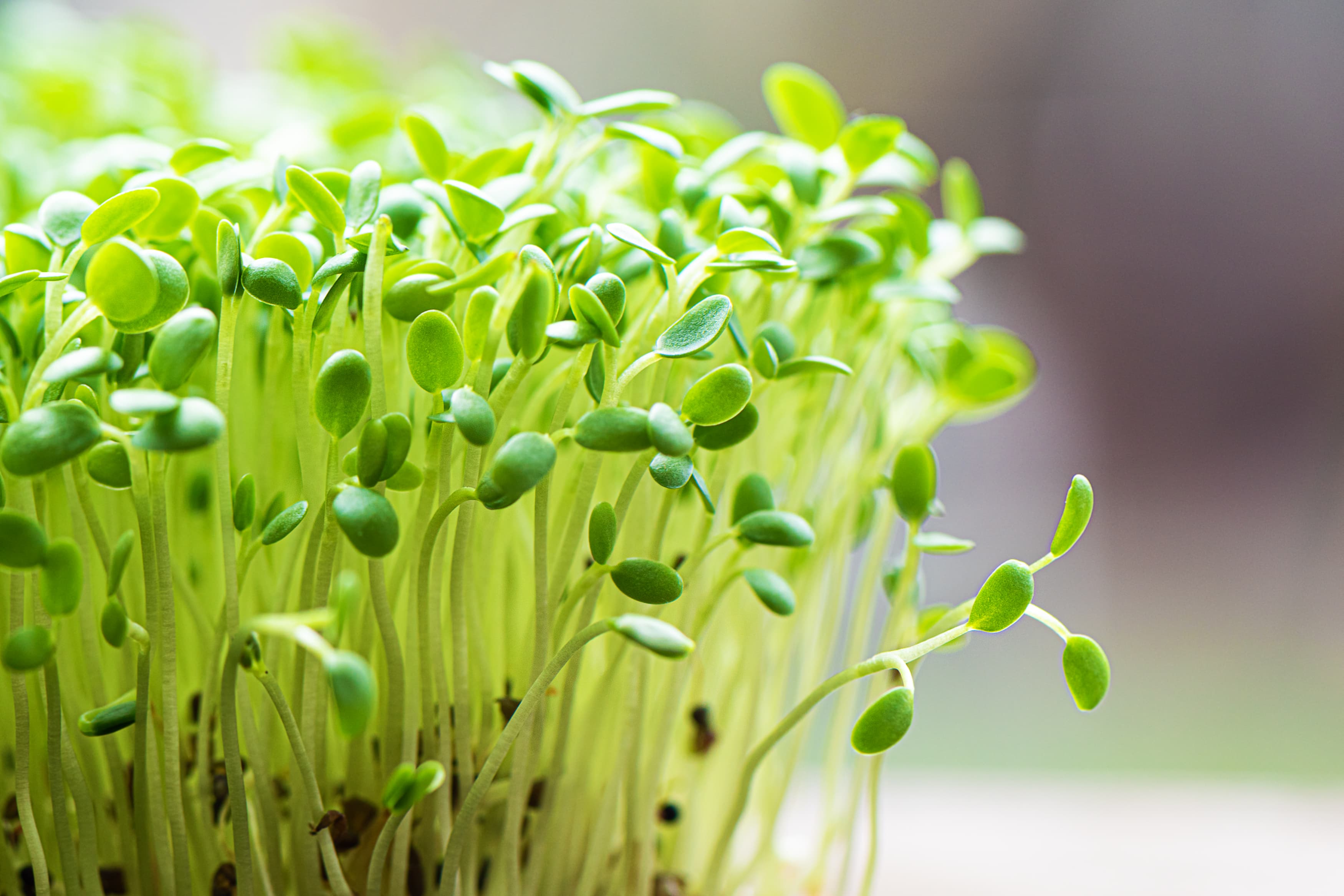 Agricultural Microbial Market Outlook, Trends And Overview 2024-2033