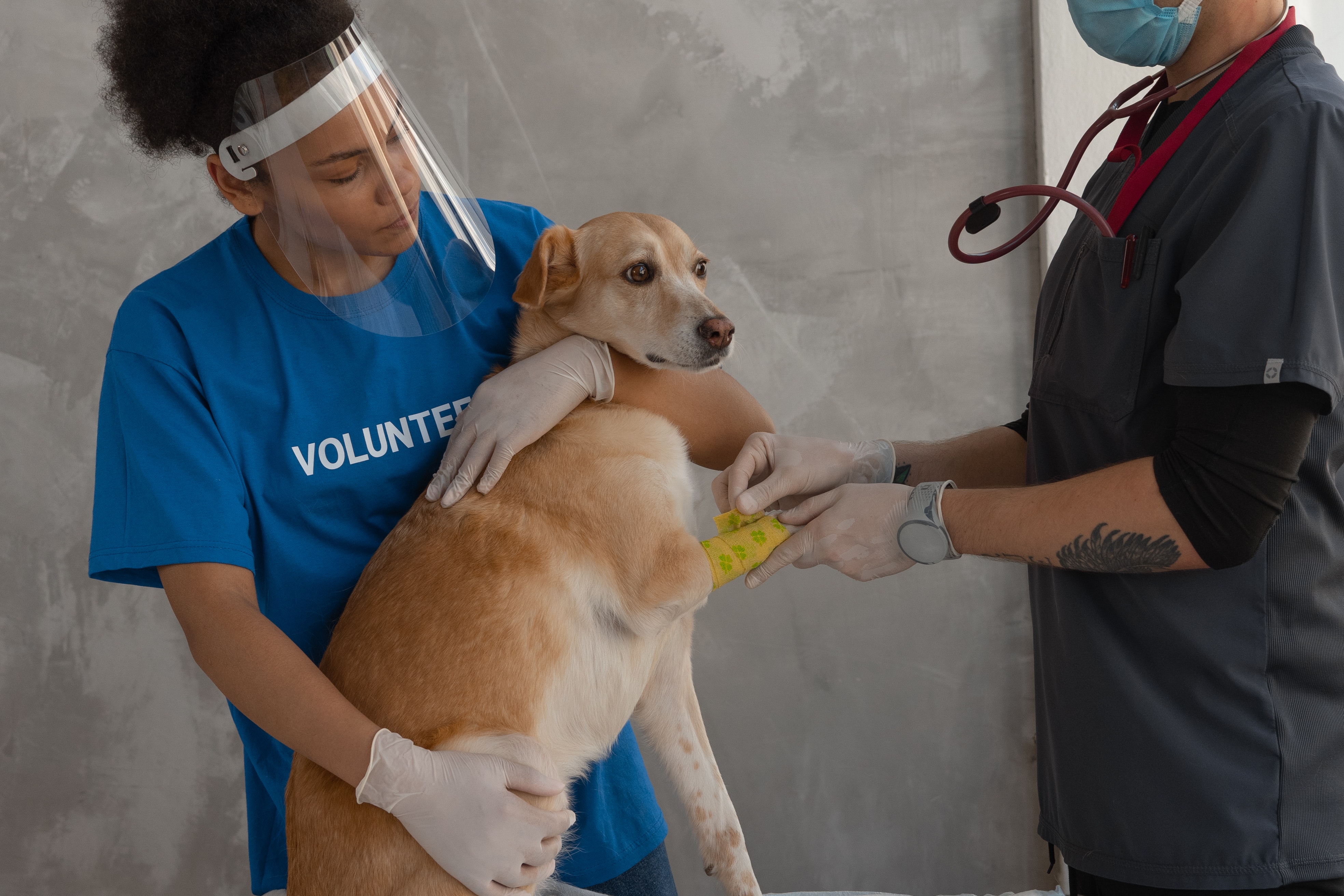 Veterinary Anesthesia Equipment Market Size, Drivers, Trends, Overview Report 2023-2032