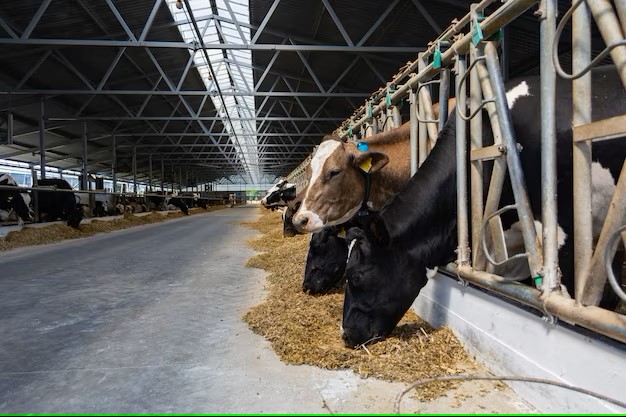 Global Feed Mycotoxin Binders And Modifiers Market Report 2023 | Market Size, Share, Growth, Opportunities, Scope 