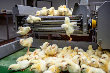 Poultry Keeping Machinery Market Size, Trends, And Global Forecast 2023-2032