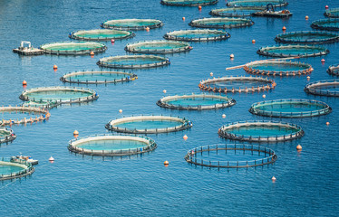 Aquaculture Market Size, Share, Growth, Trends, Industry Report 2023-2032