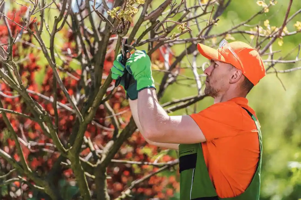 Improve Your Landscape with Stump Removal in Welwyn Hatfield