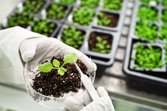 Pea Protein Isolate Market Growth Worth $542.9 Million by 2029