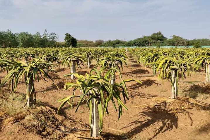 What it takes to open your own dragon fruit farm?