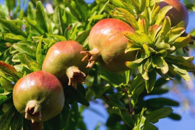 Market Assessment for Fruit Tree Saplings in select market in Middle East