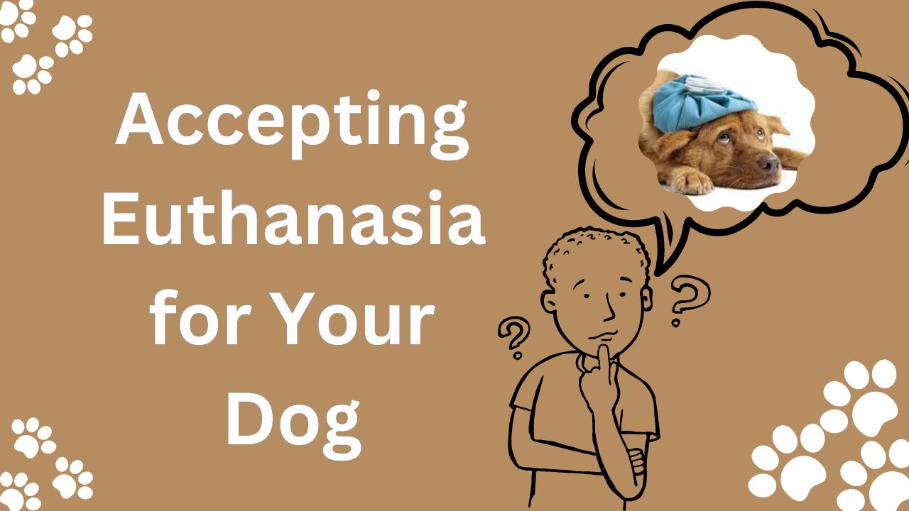 Accepting Euthanasia for Your Dog