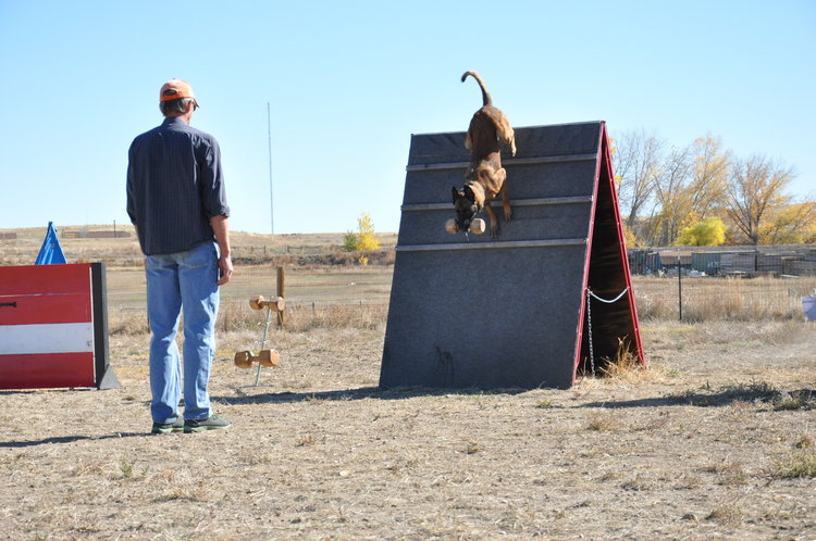 Preparing Your Dog (and Yourself) for a Board and Train Experience