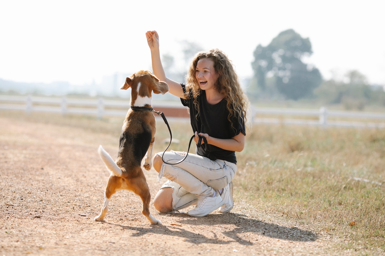 Mastering Canine Behavior: Dog Training in Denver, Colorado