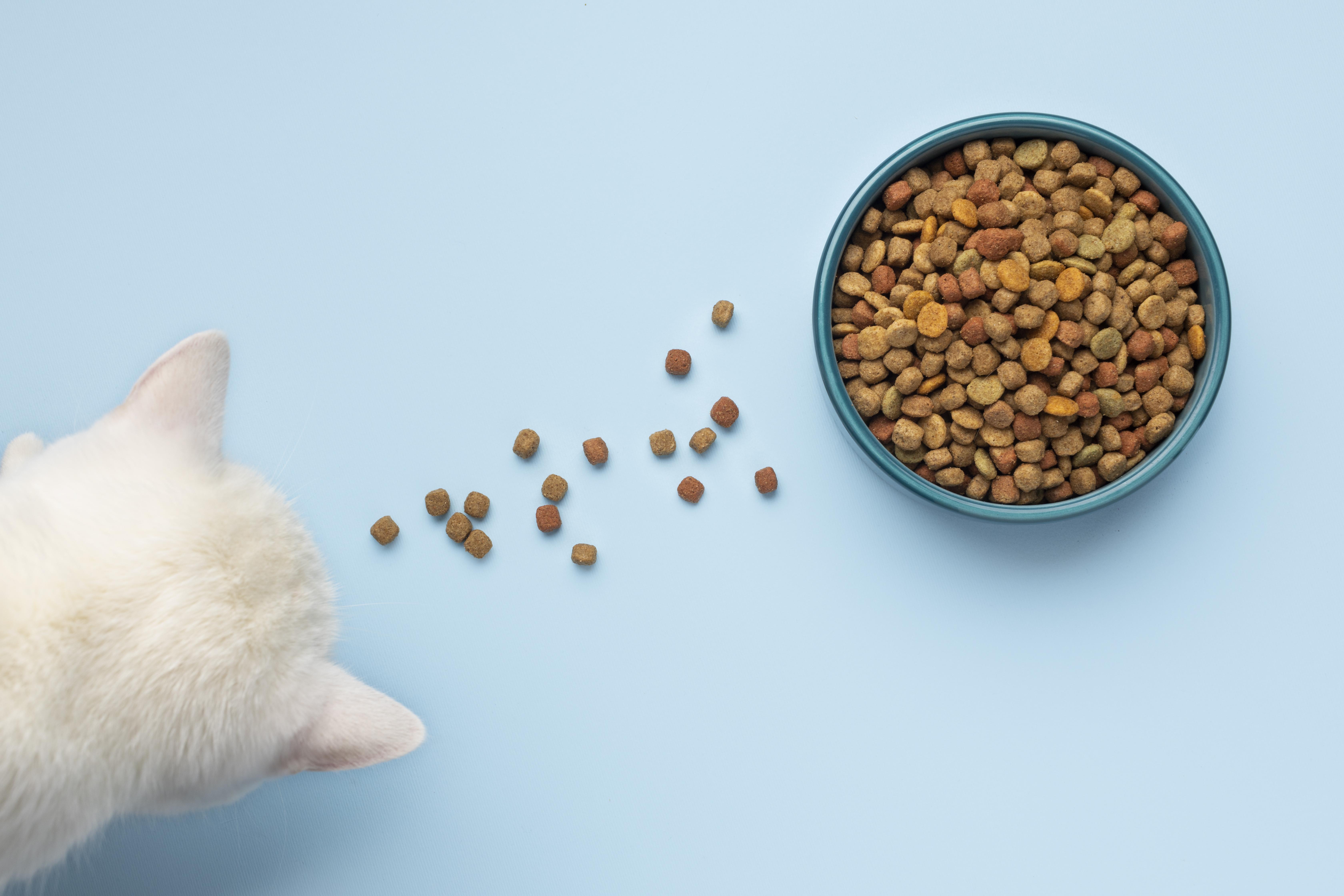 Best Cat Food Brands in India