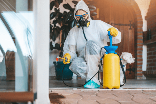 Don't Let Pests Take Over: The Importance of Hiring an Exterminator in Reno