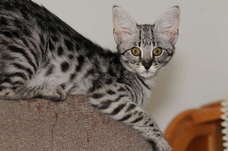 Choosing an Egyptian Mau