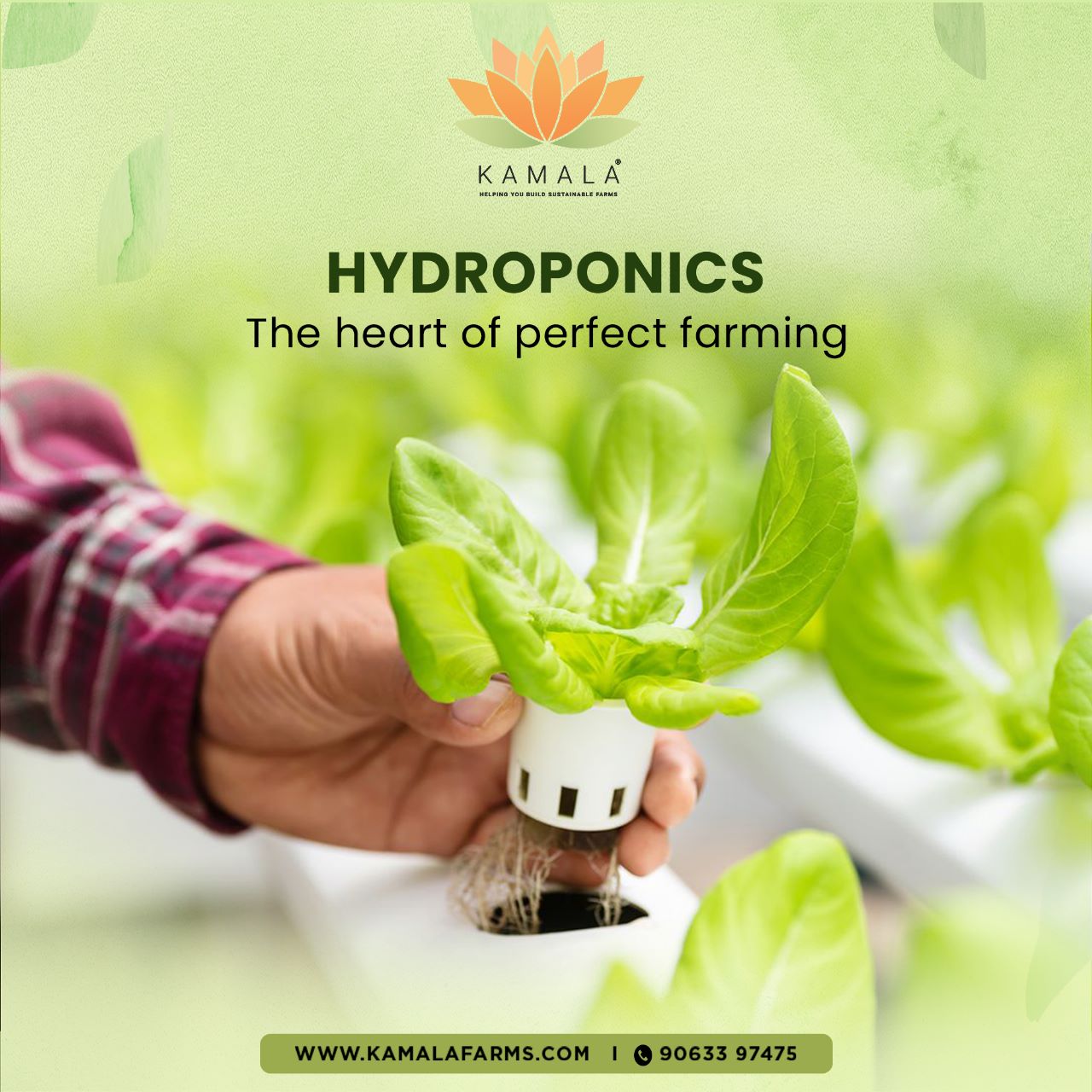 Hydroponics Classes in India: Growing Fresh, Nutrient-Rich Produce All Year Round