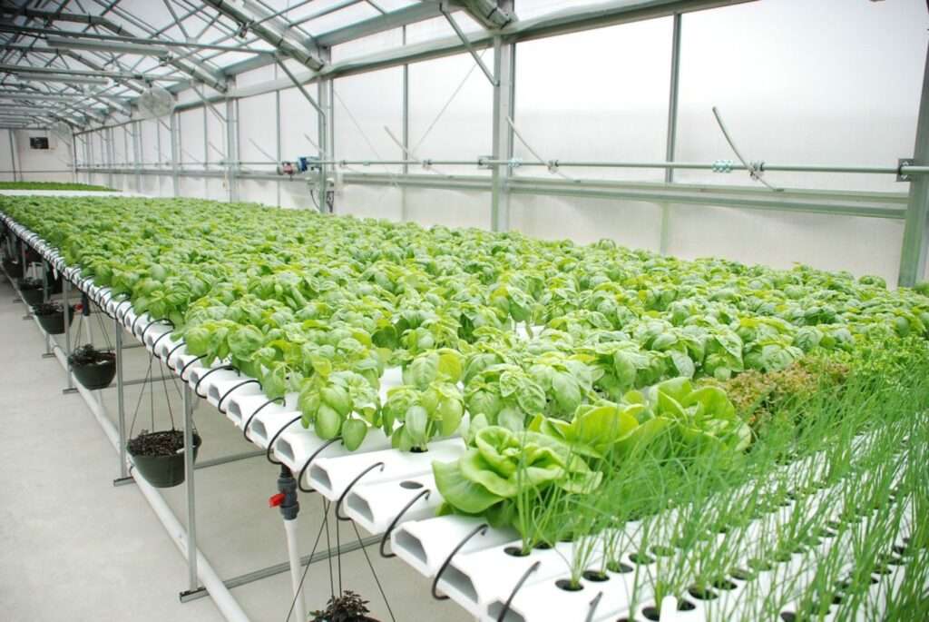 Essential Equipment and Their Costs for Setting Up a Hydroponic System
