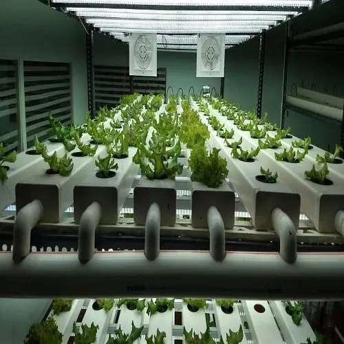 What Is Automated Hydroponic Farming System And How It Works ?