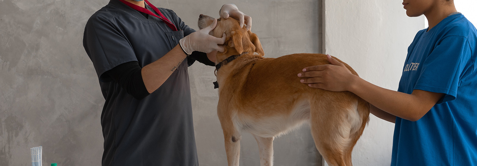 Old Animal, New Tricks: Modern and Classic Tips on Caring for Elderly Pets - Straight From a Jacksonville Veterinarian