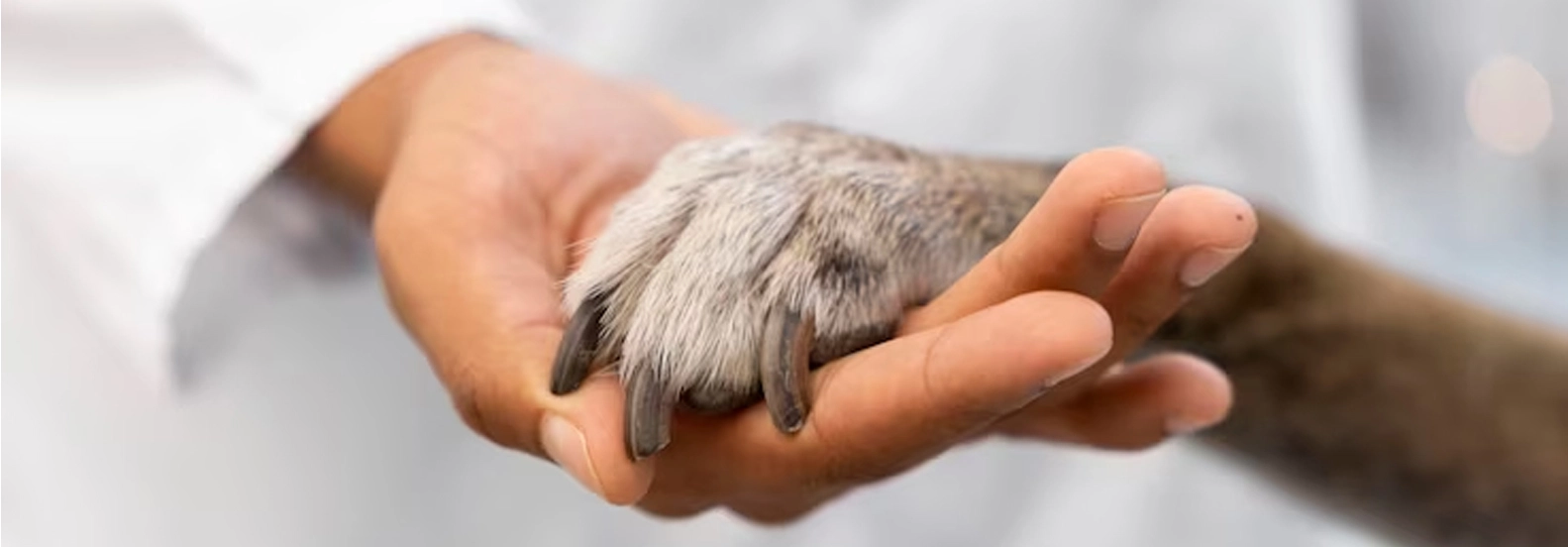 Top-notch Tail-waggin' Care - Key Indicators of a High-Quality Jacksonville Veterinarian