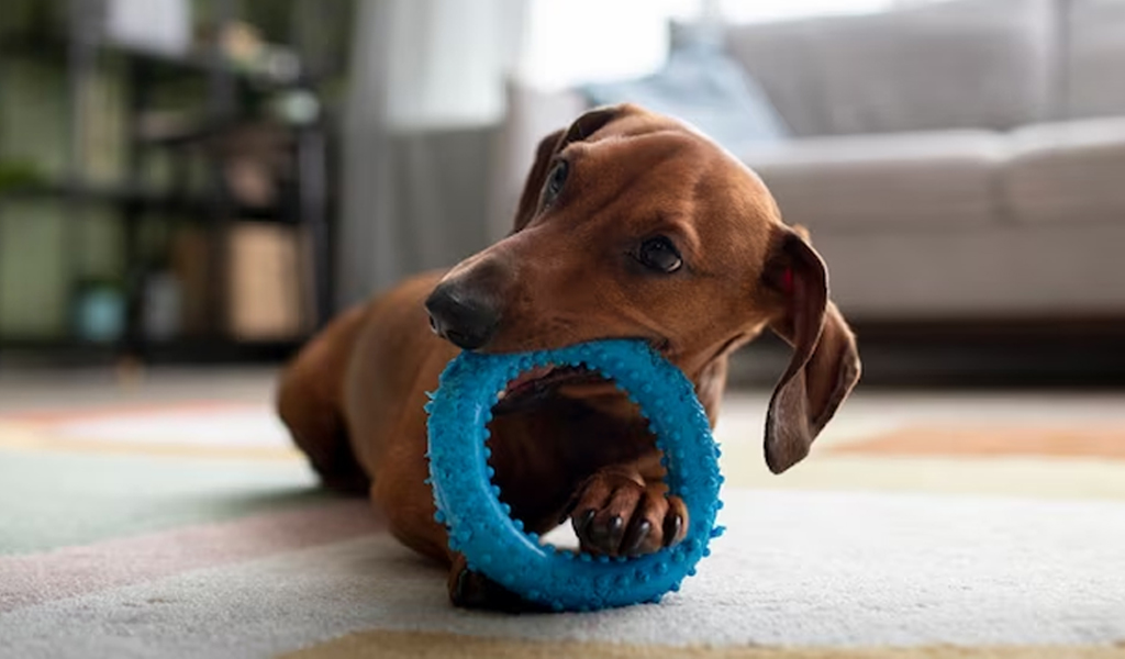 Creating a Joyful Life for Your Furry Friend: Understanding the Signs of a Happy Dog