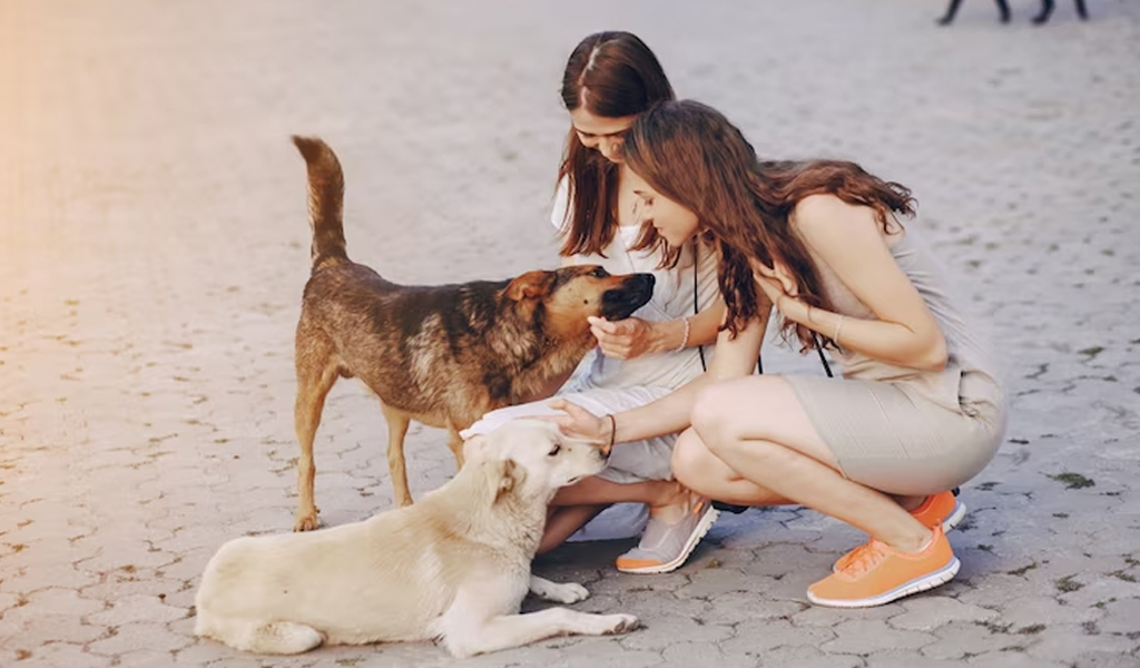 Hot Under the Collar - How to Help Your Pet Cope with Breathing Difficulties in the Heat