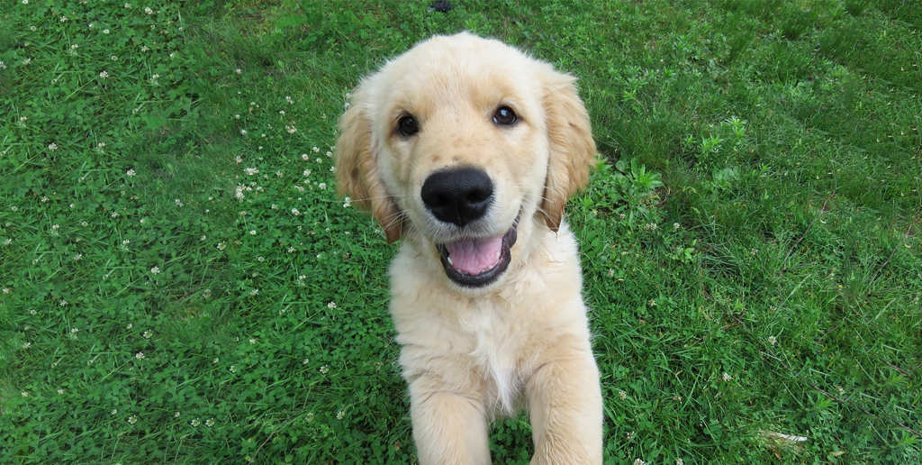 Paw-some! Celebrating the simple pleasures that bring joy to your dog's life