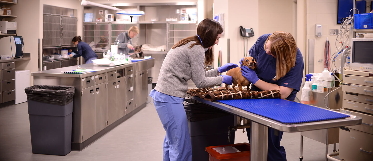 Global Veterinary Hospitals Market Report, Latest Trends, Industry Opportunity & Forecast to 2028