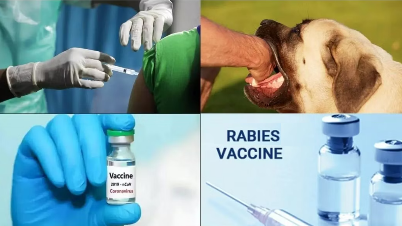 Rabies Veterinary Vaccines Market 2022 | Industry Demand, Fastest Growth, Opportunities Analysis and Forecast To 2028