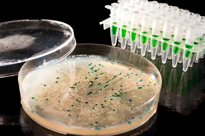 Cloning And Mutagenesis Market 2022 | Industry Demand, Fastest Growth, Opportunities Analysis and Forecast To 2028