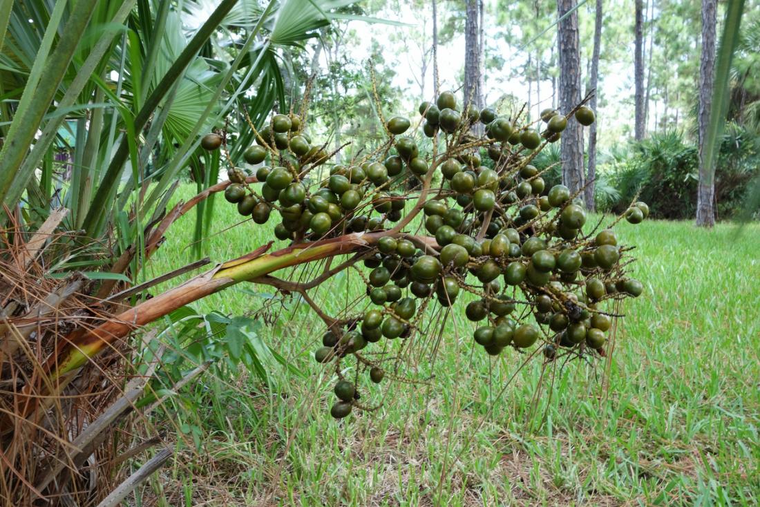 Global Saw Palmetto Market Report, Latest Trends, Industry Opportunity & Forecast to 2028