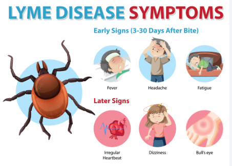 What Treatments are available for Lyme disease?