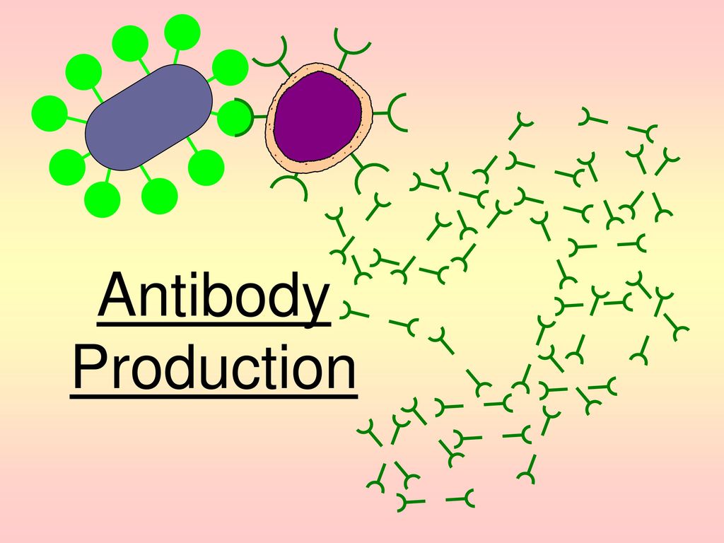 Global Antibody Production Market Report, Latest Trends, Industry Opportunity & Forecast to 2028