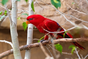 Wildlife and the Maldives