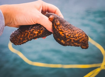 What are sea cucumbers?