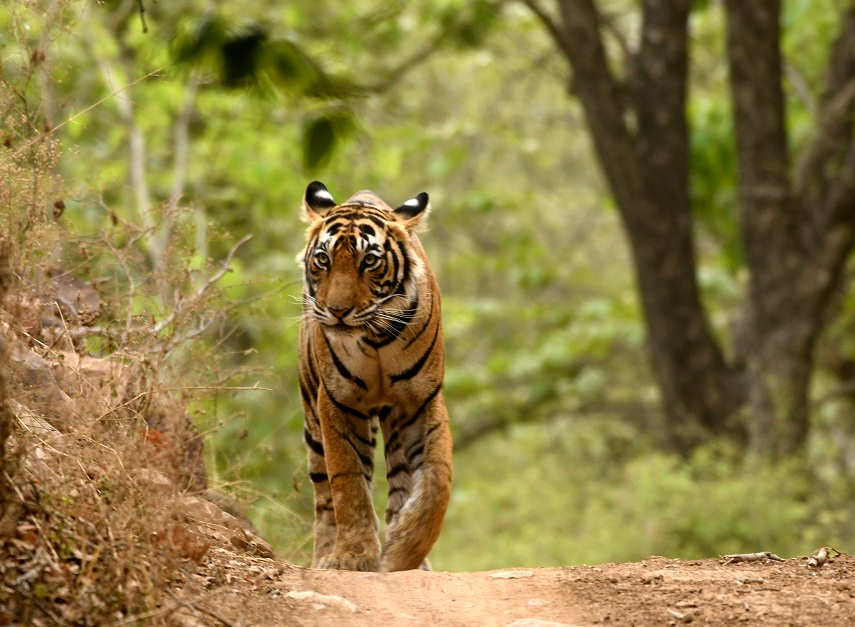 Tiger Safari in Ranthambore National Park