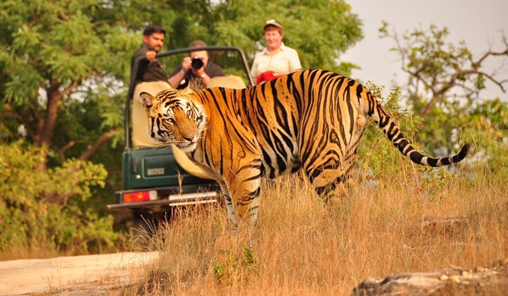 Jim Corbett National Park Safari Booking Price