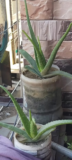 Benefits of aloe vera