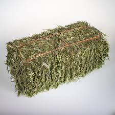 Timothy Hay