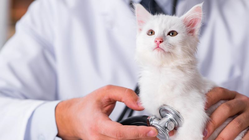 Things You Should Know Before Obtaining Pet Insurance For Cats