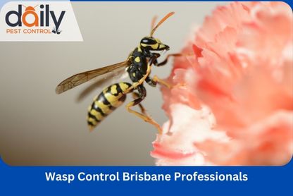 Why Choose Wasp Control Brisbane To Get Rid Of Wasps?