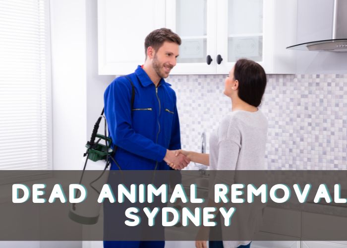 5 Reasons Why Hiring A Pest Control Sydney Is Worth It!