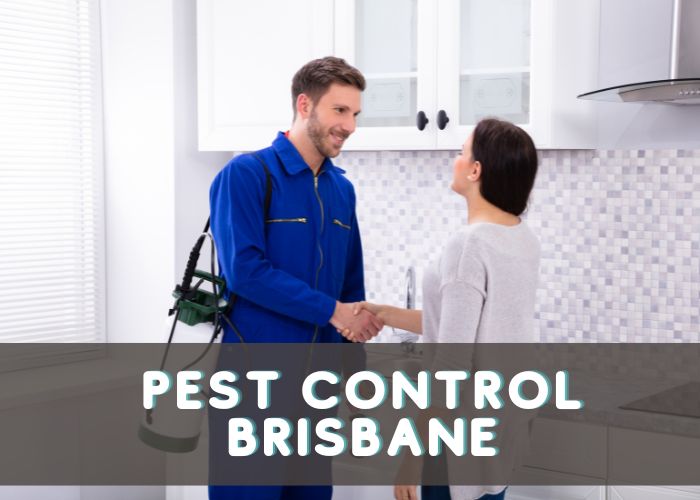 Pest Control Brisbane: What You Should Know Before Hiring?