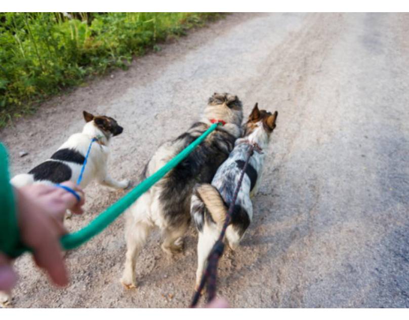 Good Reasons to Walk Your Dog Every Day