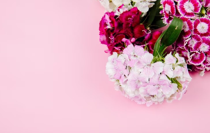 A Short Guide to Carnations