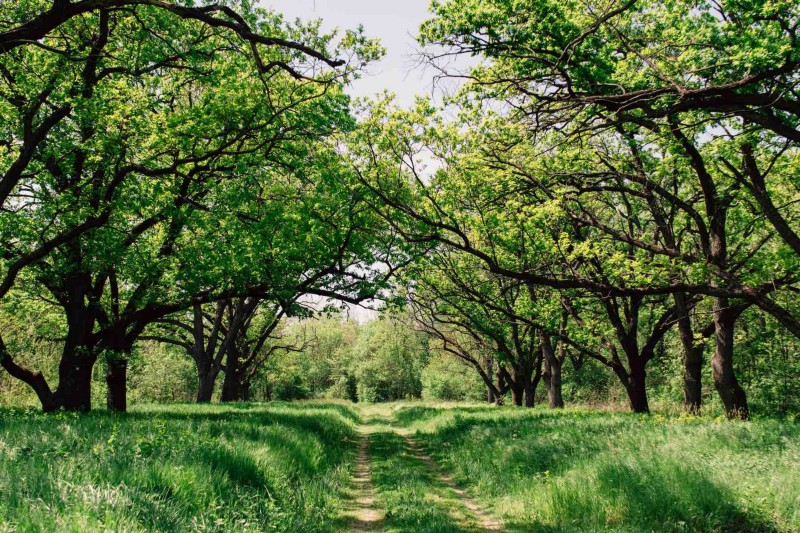 What types of oak are used to make whisky casks?