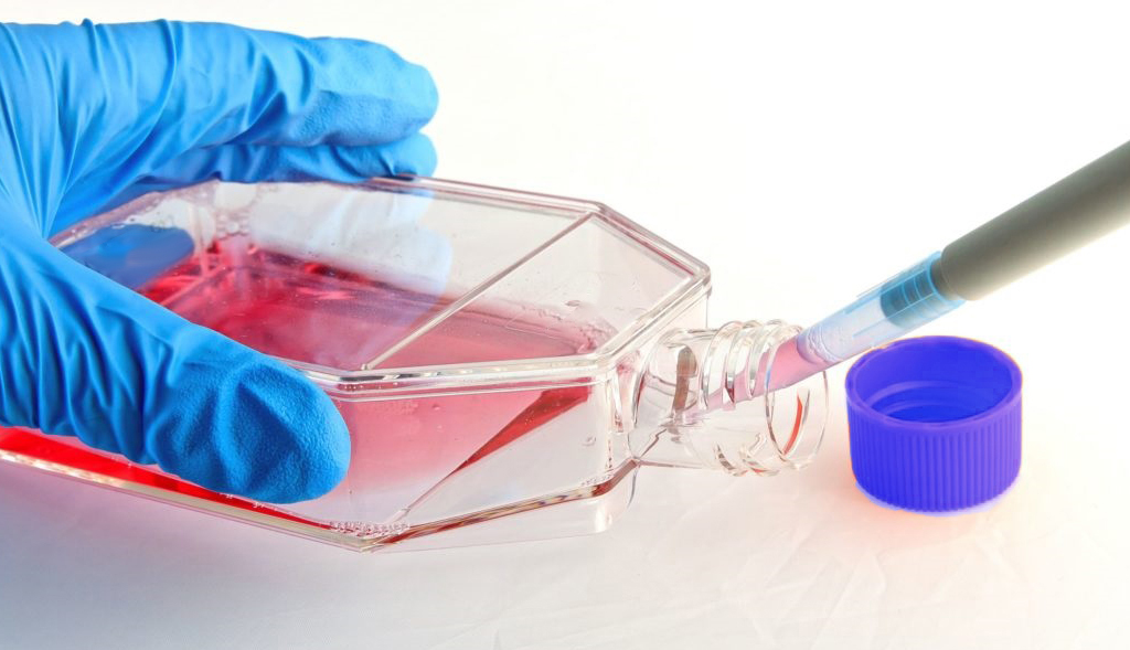 The Cell Culture Market is driven by increasing research and development activities in the pharmaceutical industry 