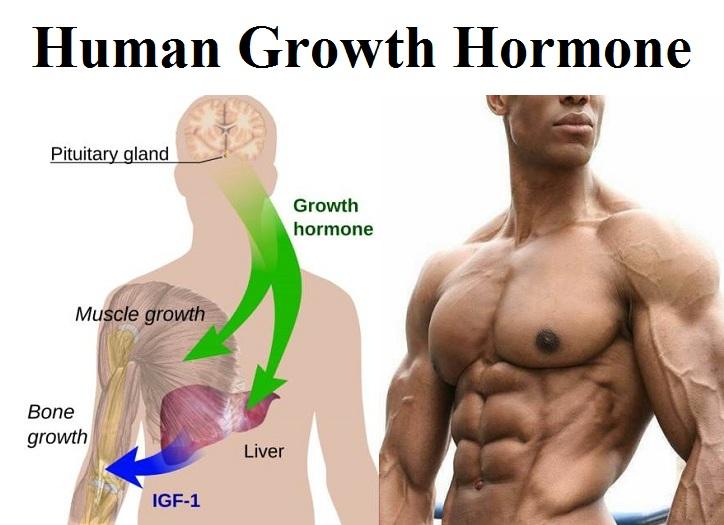 Unleashing the Power of Human Growth Hormone: Understanding its Benefits and Considerations