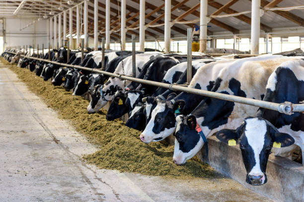The Rising Demand For Natural And Organic Feed To Boost The Animal Nutrition Market Growth