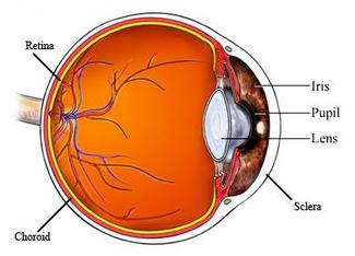 What is color blindness? Treatment of color blindness and prevention of color blindness